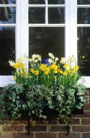 Spring bulbs in window box. Hedera - Ivy,  Narcissus 'Tete a Tete' and 'Bridal Crown'
