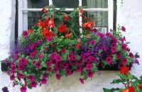 Summer flowering colourful window box with Petunias, Begonias and Lobelia
