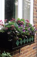 Autumn window box with Brassica - Ornamental kale, Ajuga reptans 'Purpurea',  Viola 'Purple Duet' and Oreganum 'Purple Charm'