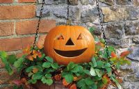 Autumn hanging basket with strawberries and Halloween Jack O'Lantern pumpkin with cherry tomato eyes.