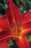Hemerocallis 'Red Precious' - Day Lily
