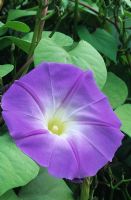 Ipomoea purpurea 'Heavenly Blue' - Morning Glory