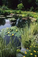 Large pond with Nymphaea - Water Lilies and Irises at Chanticleer
