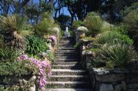 The Neptune Steps with architectural plants including succulants and Mesembryanthemums at Tresco Abbey gardens at Isles of Scilley. 