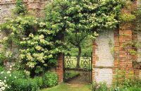 Hydrangea petiolaris climbing over doorway in walled garden. Trompe L'Oeil effect with Hydrangea flowers looking like the top half of distant tree at Chilworth Manor, Surrey. 