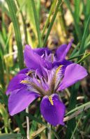 Iris unguicularis (syn. stylosa)