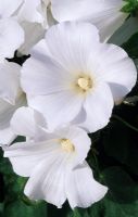 Lavatera trimestris 'White Cherub' 