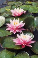 Nymphaea 'Firecrest' - Waterlily