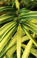 Pleioblastus variegatus 'Tsuboii' - Bamboo