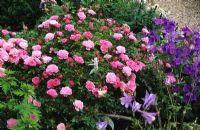 Rosa 'Cecile Brunner' - Dwarf polyantha Rose with Geranium magnificum