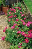 Rosa gallica 'Officinalis' - The Apothecarys Rose.