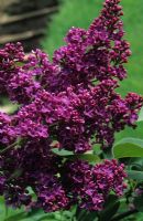 Syringa vulgaris 'Souvenier de Louis Spaeth' - Lilac