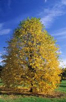 Tilia tomentosa - Lime Tree in autumn at Hilliers Arboretum in Hampshire