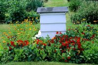 Bee Hive in garden with Calendula and Tropaeolum - Nasturtiums