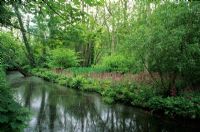 Stream in spring garden with Primula at Fairhaven Water Gardens in Norfolk