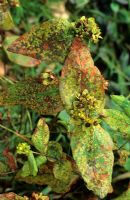 Fungal rust on Hypericum leaves