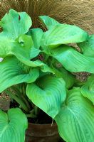 Hosta 'Sum and Substance' in pot