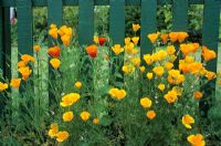 Eschscholzia - Californian Poppy against green picket fence