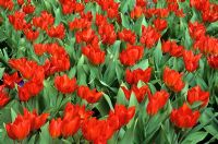Tulipa praestans 'Fusilier' - Tulips
