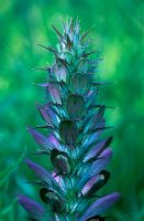 Acanthus spinosus - closeups of flower spike in June