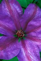 Clematis 'Elsa Spath' closeup of flower in May