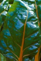Beta vulgaris var. cicla 'Bright Yellow' - Closeup of a Chard leaf in July