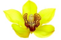 Cymbidium 'Valley Goddess Rajah' - Orchid 