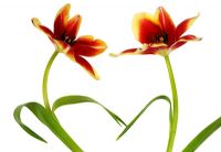 Two red Tulipa - Tulips  