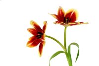 Two red Tulipa - Tulips   