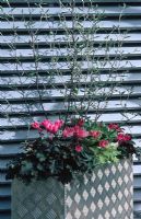 Modern metal container winter planted with Corokia, Cyclamen, Brassica - Ornamental Cabbage and Heuchera. 