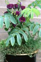 Container with Melianthus major and Eustomas in glazed pot