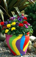 Colourful painted container with  Ranunculus 'Accolade' series