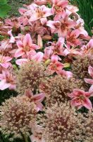 Lilium 'Pink Perfection' with Allium 'Globemaster'