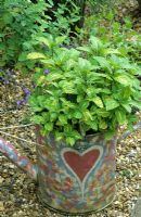 Mint in Container, painted watering can