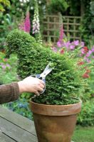 Clipping bird shaped Buxus - box topiary in terracotta container