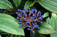 Viburnum davidii with blue berries