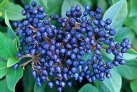 Viburnum tinus 'Gwenllian' with blue berries