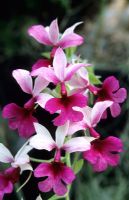Calanthe hybrid - Orchid