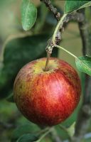 Malus domestica - Apple 'Ellisons Orange'
