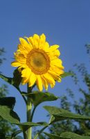 Helianthus 'Russian Giant' - Sunflower