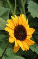 Helianthus annuus 'Prado Gold' - Sunflowers