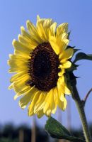 Helianthus annuus 'Moonwalker' - Sunflower