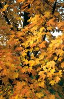 Acer saccharinum - Sugar Maple in autumn