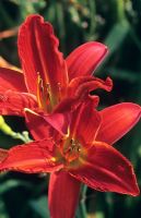 Hemerocallis 'Scarlet Flame' - Day Lily
