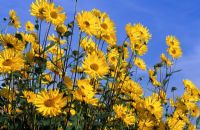 Helianthus 'Monarch' - Sunflowers