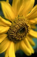 Helianthus annuus 'Holiday' - Sunflower