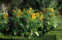 Helianthus 'Holiday' - bed of dwarf sunflowers at RHS Wisley in Surrey. 