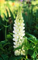 Lupinus 'Noble Maiden' - Lupins