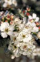 Pyrus calleryana 'Chanticleer' - Flowering Pear