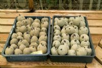 Seed potatoes chitting in the greenhouse, left 'Red Duke of York', right 'Nadine' 